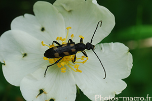 Anoplodera sexguttata